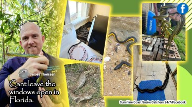 Pythons mating Australia home, viral python rescue video, python relocation video Queensland Australia, Lady finds mating pythons behind microwave, snakes and pythons in Australia, indian express