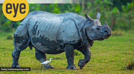 GG Raj, Raj 22 and the Rhino Report. 

(Credit: Getty Images)