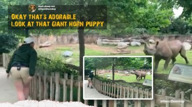 Rhino calf zoomies, zoomies in rhinos, viral rhino videos, viral cute animal videos, Fort Worth Zoo Texas, southern black rhino named Crockett, indian express