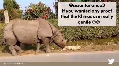 IFS Susanta Nanda, Rhino wakes up dog from sleep, Viral rhino dog video, Rhinos in nepal, Chitwan national park rhinos Nepal, indian express