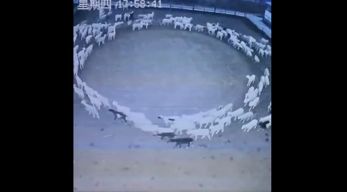 Mystery behind sheep walking in circle in China potentially solved | World  News,The Indian Express