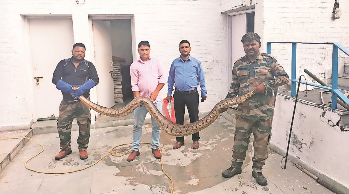 The UT wildlife team with the rescued python that was found sitting between two pipes inside the changing
room of a swimming pool. (Express Photo)