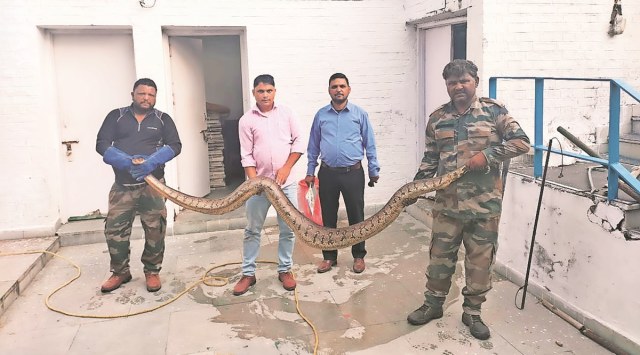 The UT wildlife team with the rescued python that was found sitting between two pipes inside the changing
room of a swimming pool. (Express Photo) 
