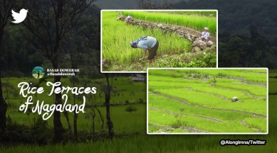 Nagaland Minister Temjen Imna Along, Temjen Imna Along tweets, Nagaland rice farming, rice farming in Nagaland viral videos, terrace farming in Nagaland, viral Nagaland videos, indian express