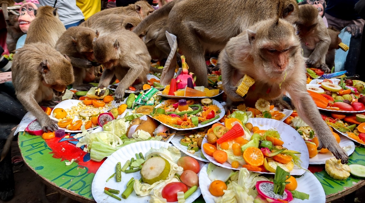 monkeys-chomp-away-to-glory-at-feast-festival-in-central-thailand