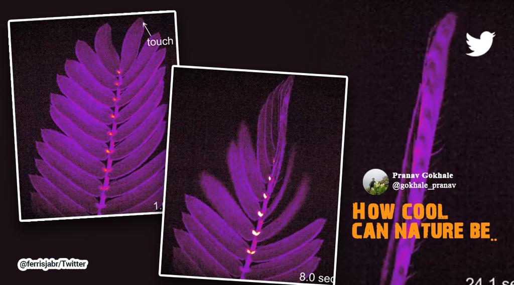 Touch me not plant, Chui Mui plant explained, Mimosa pudica touch me not explained, interesting viral plant tweets, laser videos explain why touch sensitive plants fold, plants reacting to touch explained, indian express