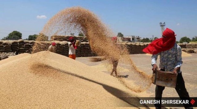 As per details, in previous years, the wheat area has either been close to 35 lakh hectares or above. (Representational/Express photo by Ganesh Shirsekar)