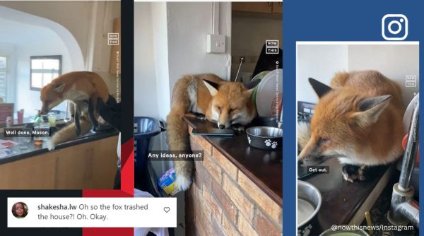 Fox in the house, fox sneaks into house in UK, dog, fox, wild animals, United Kingdom, viral, trending, Indian Express
