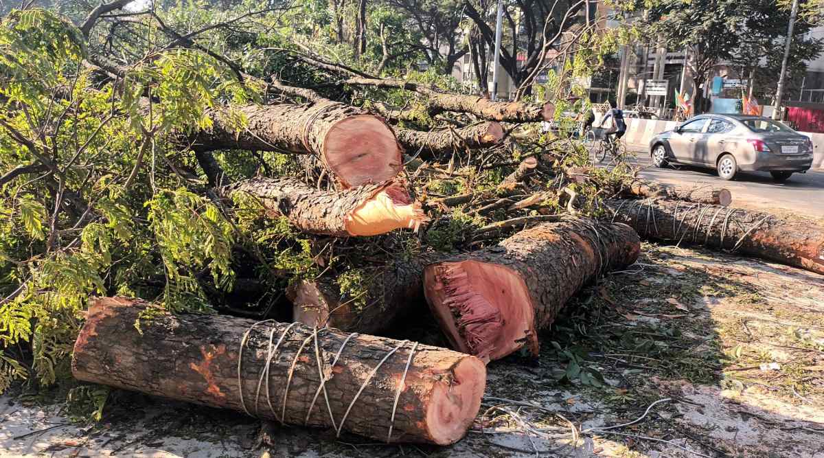 BBMP receives flak for felling trees Bangalore News The Indian Express
