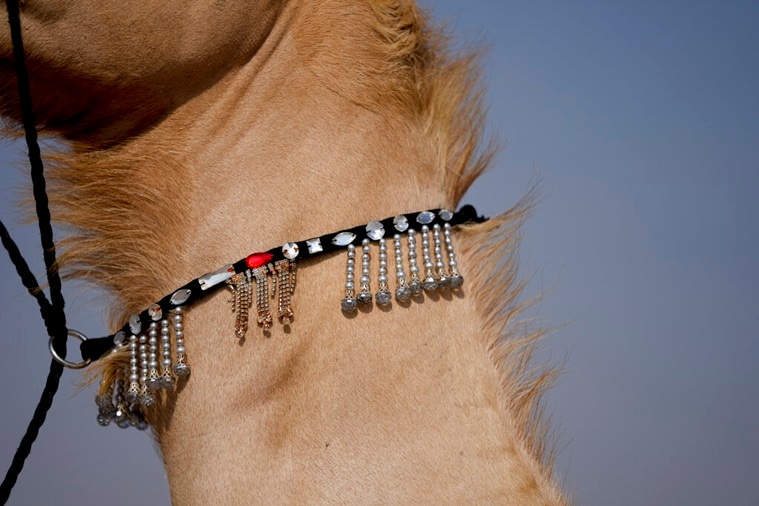 Camel pageant, Mzayen World Cup, Qatar Camel Mzayen Club, pageant for camels, World Cup, contest, competition, indian express news