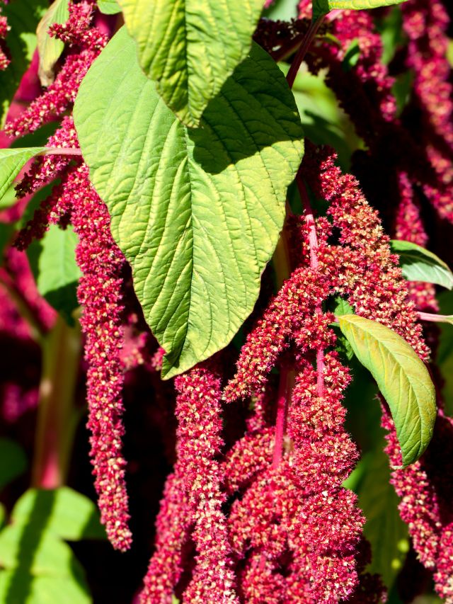 The many benefits of amaranth | The Indian Express