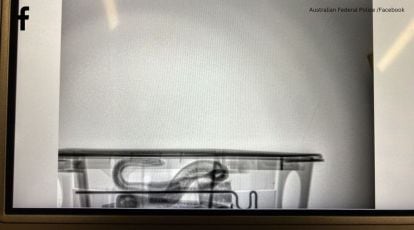 Maybe to board a flight': Australian police post X-ray image of snake found  near airport | Trending News,The Indian Express