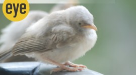 Baby Babbler no alt set