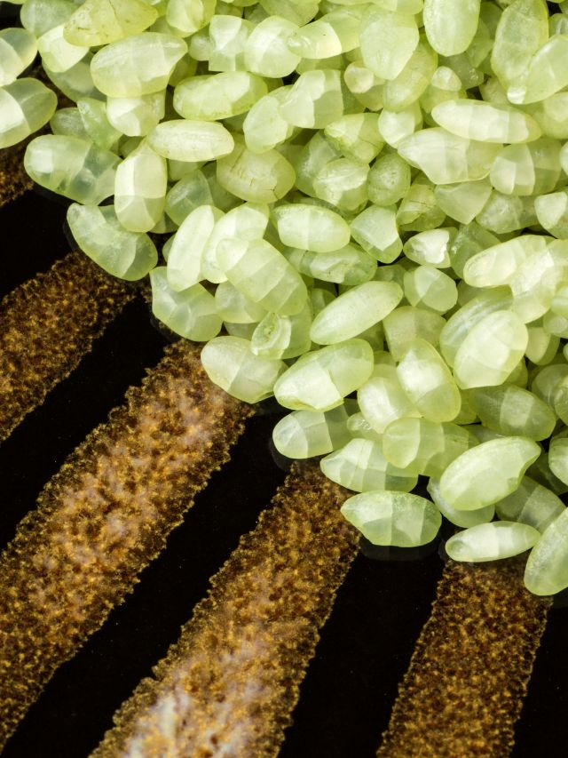 What is bamboo rice? | The Indian Express