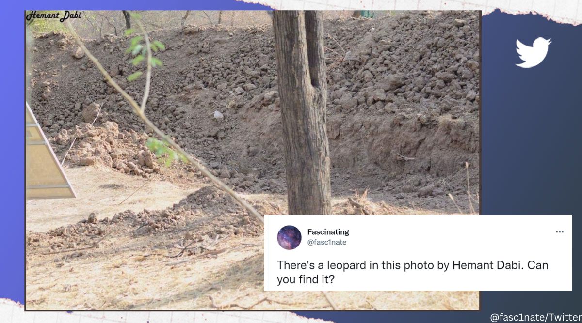 Can you spot the leopard in this pic, Twitter post makes netizens go wild, leopard, camouflage, spot the leopard, wild cats, viral, trending, Indian Express
