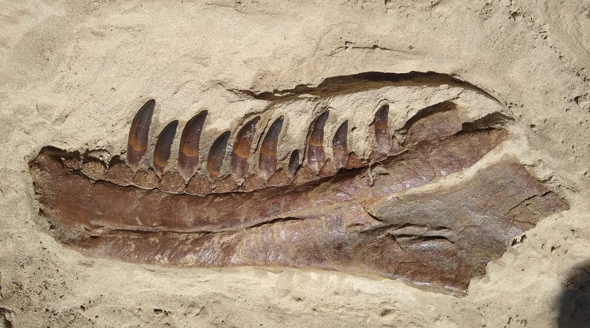 T.rex | dinosaur | d wilsoni