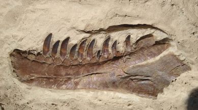 T.rex | dinosaur | d wilsoni