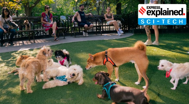 Dogs get acquainted at the dog run in Tompkins Square Park in the East VIllage neighborhood of Manhattan on August 25, 2021. (Jonno Rattman/The New York Times)