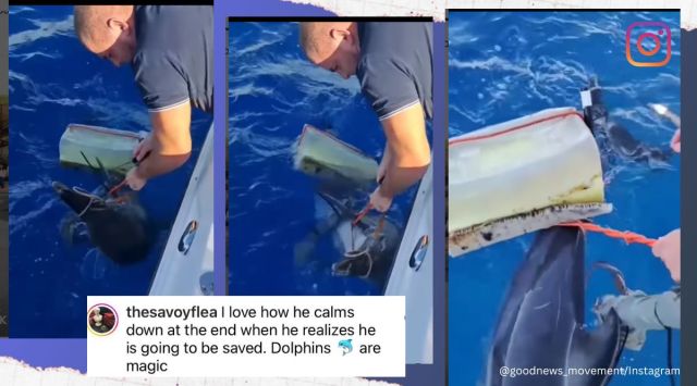 Dolphin entangled in mass of nylon rope rescued by passing boat. Watch ...