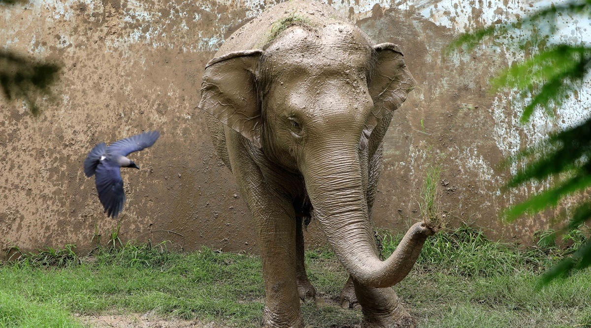 Latest amendment to Wildlife Protection Act continues the tendency to foster criminalisation in the garb of conservation | The Indian Express Latest amendment to Wildlife Protection Act continues the tendency to foster criminalisation in the garb of conservation | The Indian Express