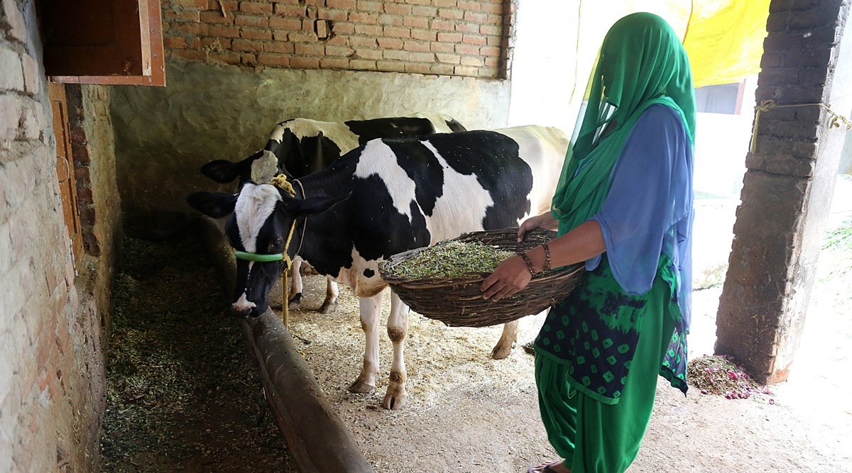 Suman Lata, a resident of Mirzapur in Kurukshetra District of Haryana feeding the cattle with fodder at cowshed behind her house in Kurukshetra on Wednesday, July 05 2017 (Express/ Achieve photo by Jaipal Singh) 