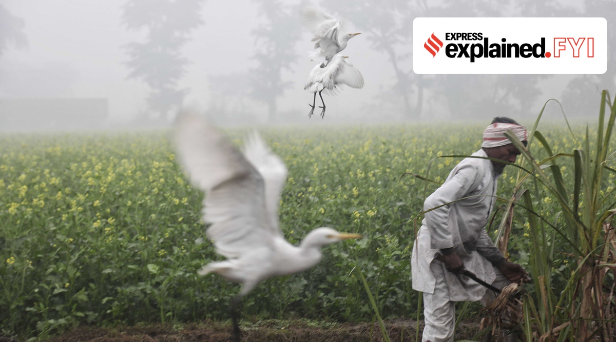 Farmers in a mustard field in Shamli District, Uttar Pradesh. (Express Explained: Abhinav Saha)