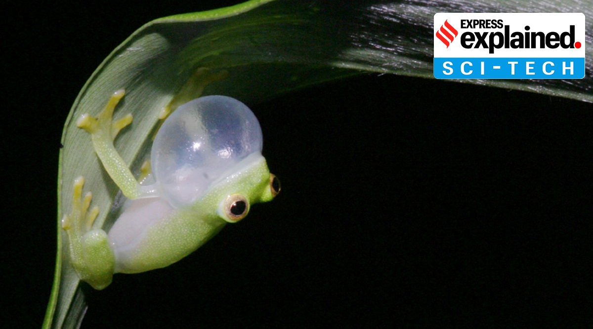 A glass frog sitting on a leaf.