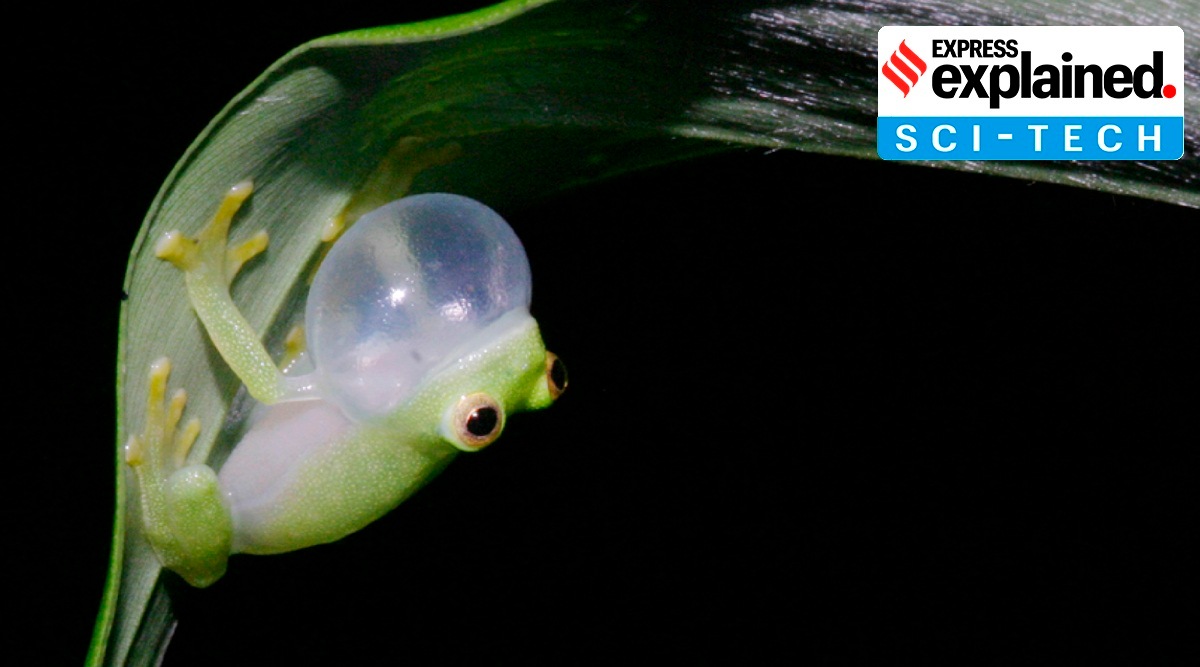A glass frog sitting on a leaf.