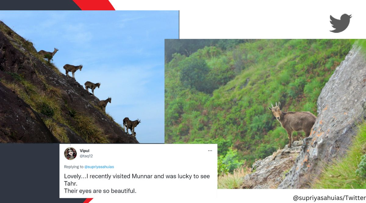 Nilgiri tahr, IAS officer shares Tamil Nadu’s conservation project on saving Nilgiri tahr, Nilgiri Hills, state animal of Tamil Nadu, endangered species, India, conservation project, viral, trending, Indian Express