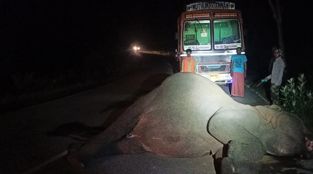 Truck knocks down elephant in Bandipur Tiger Reserve, wildlife activists  call for 12-hour night traffic ban | Cities News,The Indian Express