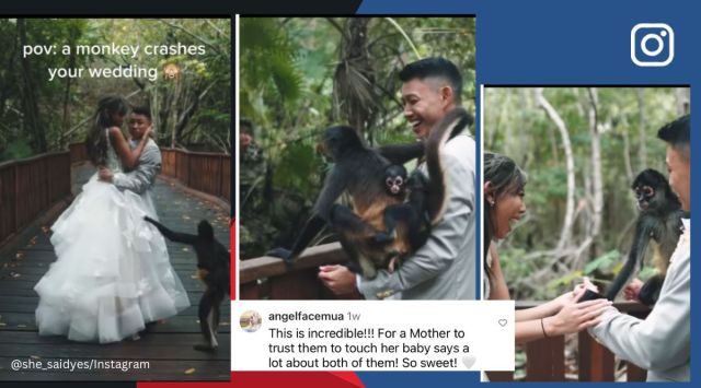 Monkey crashes couple’s wedding photoshoot to get itself clicked with groom, wedding, marriage shoot, groom and bride, money crashes wedding shoot, viral, trending, Indian Express