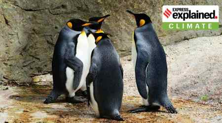 The emperor penguin relies on ice for breeding, and is the most vulnerable of Antarctica's species. (File)