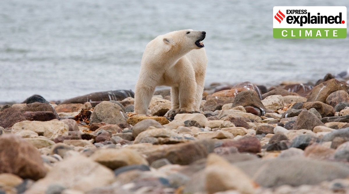  A male polar bear walks along the shore of Hudson Bay near Churchill, Manitoba, Aug. 23, 2010. Polar bears in Canada's Western Hudson Bay — on the southern edge of the Arctic — are continuing to die in high numbers, a new government survey released Thursday, Dec. 22, 2022, found. (Sean Kilpatrick/The Canadian Press via AP, File)