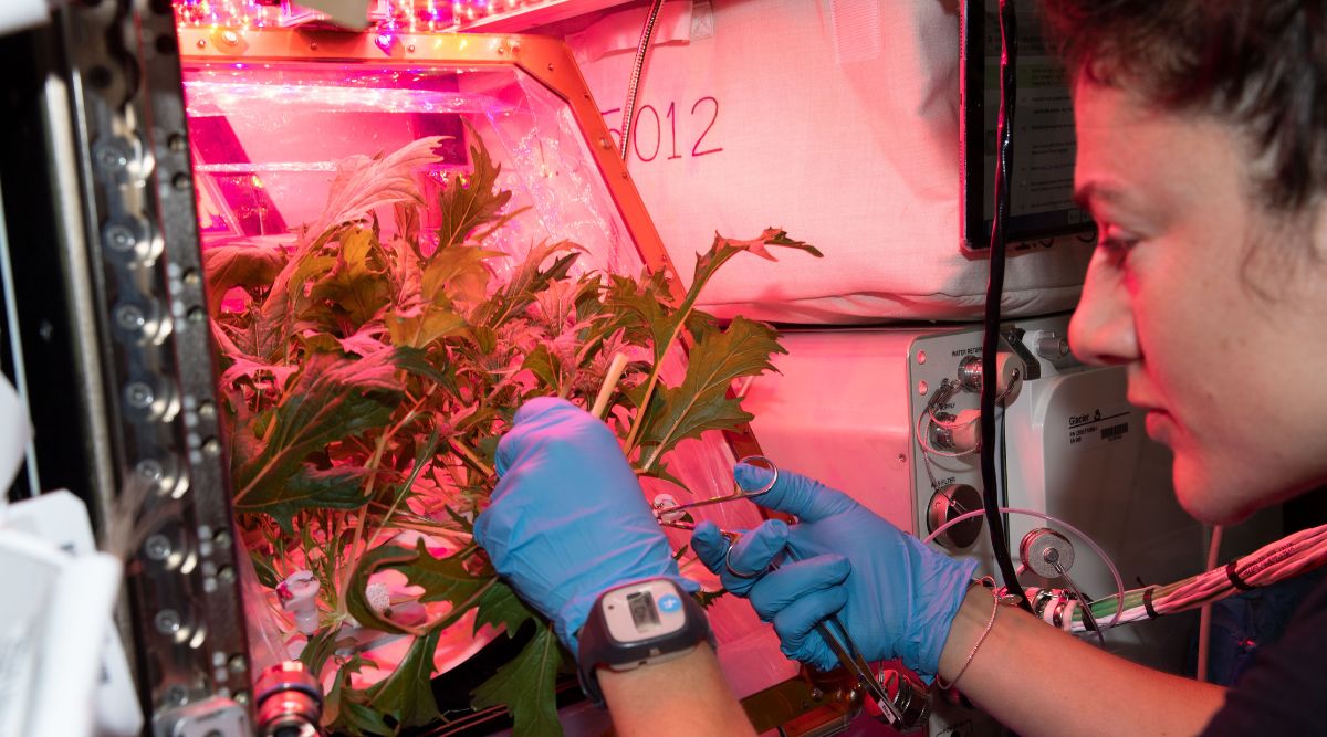 International space station | crops | tomatoes