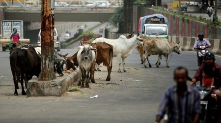 In October, the High Court had said that the state government’s efforts in tackling the stray cattle menace have largely remained on paper with no actions fructifying on the ground. (File/Representational)