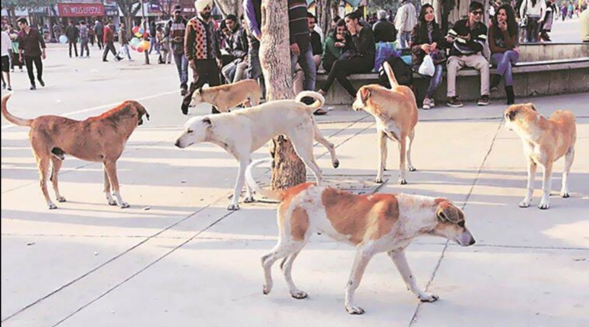 Two ambulances for strays flagged off in Ludhiana, animal rescue helpline  also launched | Cities News,The Indian Express