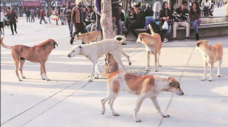 The event was organised by District Society for Prevention of Cruelty to Animals (SPCA). (Representational/File)