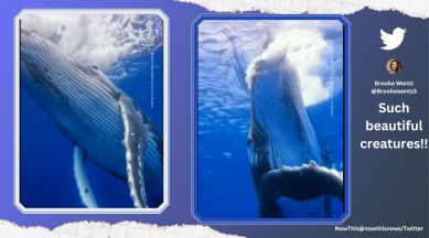 humpback whale, whale swims with divers, divers encounter whale, whale video, indian express