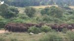 elephant herd, elephant herd searching for ragi, ragi, tamil nadu, supriya sahu, indian express