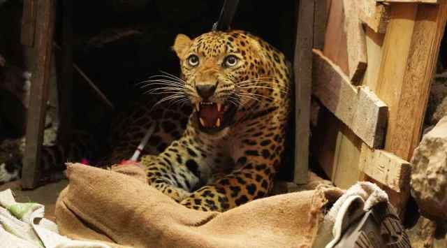 The leopard tranquilised from by a safe distance by the Wildlife SOS vet. (Express Photo)