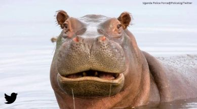 hippo swallows boy, hippo spits two year old boy, hippopotamus swallows boy, indian express