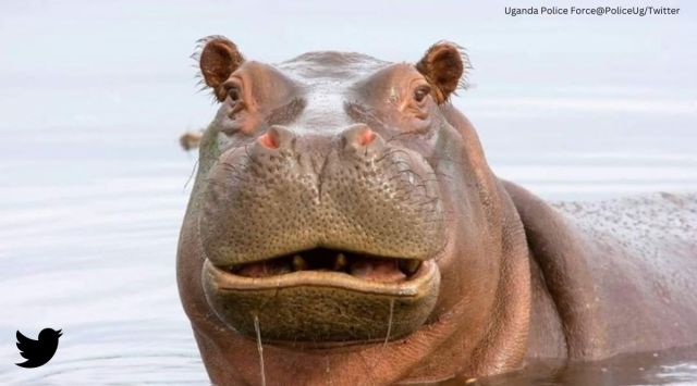 hippo swallows boy, hippo spits two year old boy, hippopotamus swallows boy, indian express