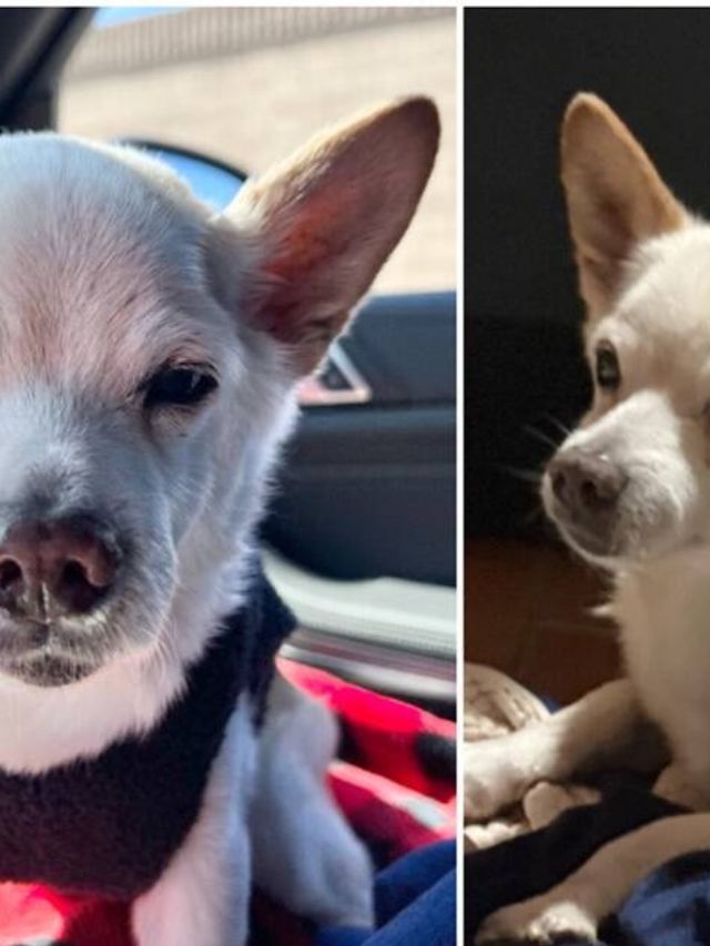 Meet 22-year-old Gino, the world’s oldest living dog | The Indian Express