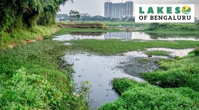 The Talaghattapura lake located in the R R Nagar zone. (Express photo by Jithendra M)