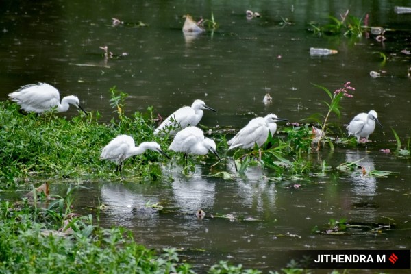 Lakes Of Bengaluru Sewage And Encroachment Choke Madavara Lake 