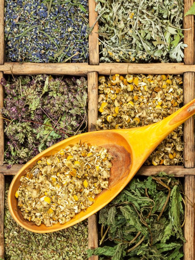 Which herb is the king of herbs The Indian Express