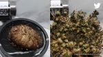 ressurection plant, anand mahindra, anand mahindra shares video of resurrection plant, business lesson, viral video, indian express
