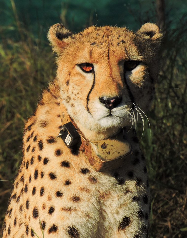 Cheetahs diversify prey base as Asha kills nilgai calf at Kuno Cities