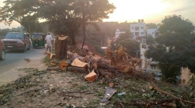 bengaluru tree felling