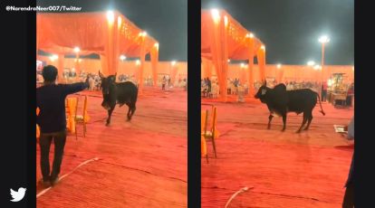 Bin bulaye baarati': Bull gatecrashes wedding venue | Trending News,The Indian Express Bin bulaye baarati': Bull gatecrashes wedding venue | Trending News,The Indian Express